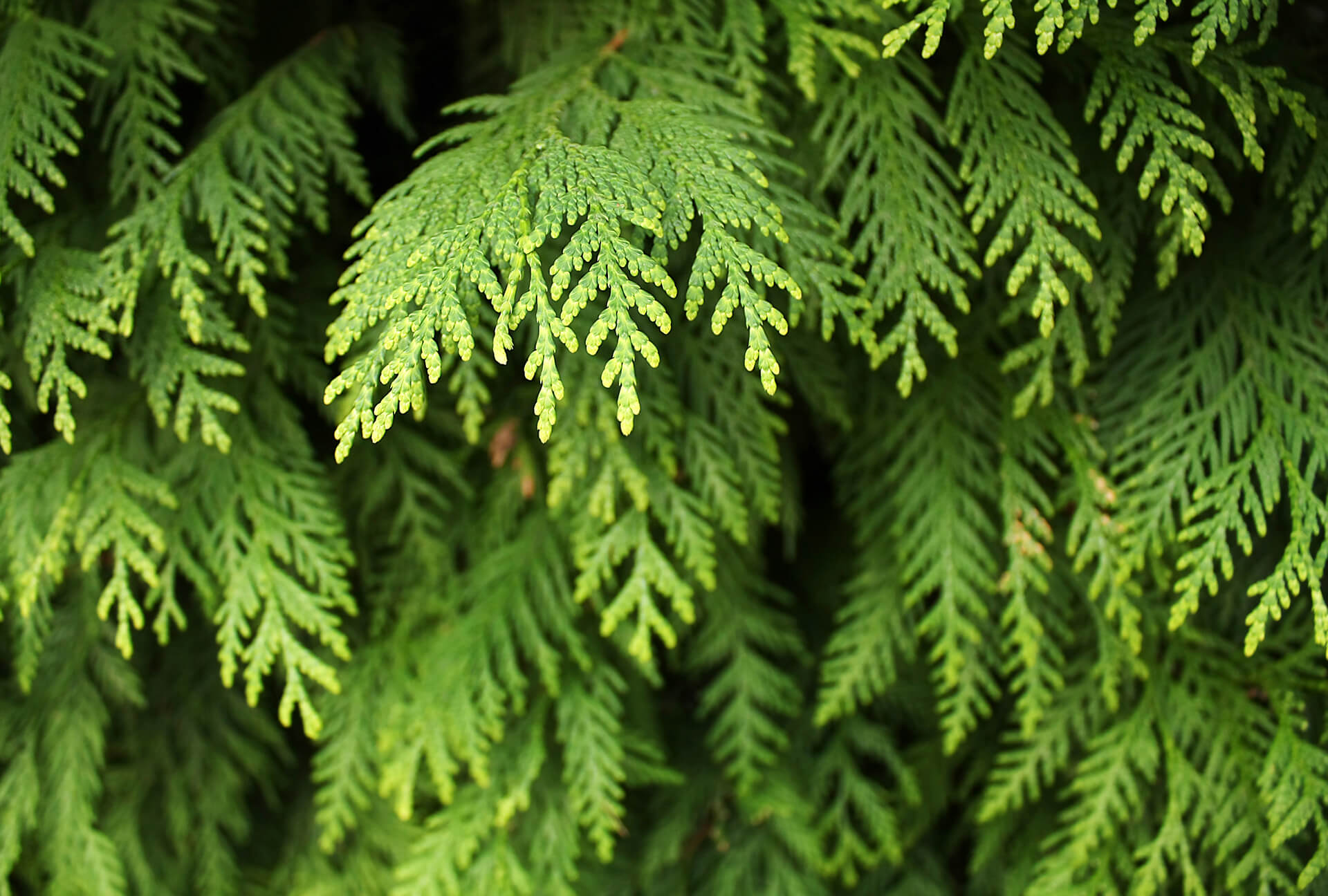 Cedar Needles