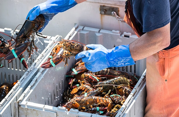 Lobsterman Packing Lobster